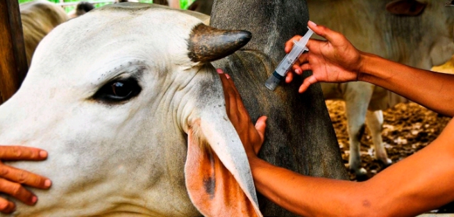 Kenya: Livestock vaccination program sparks controversy